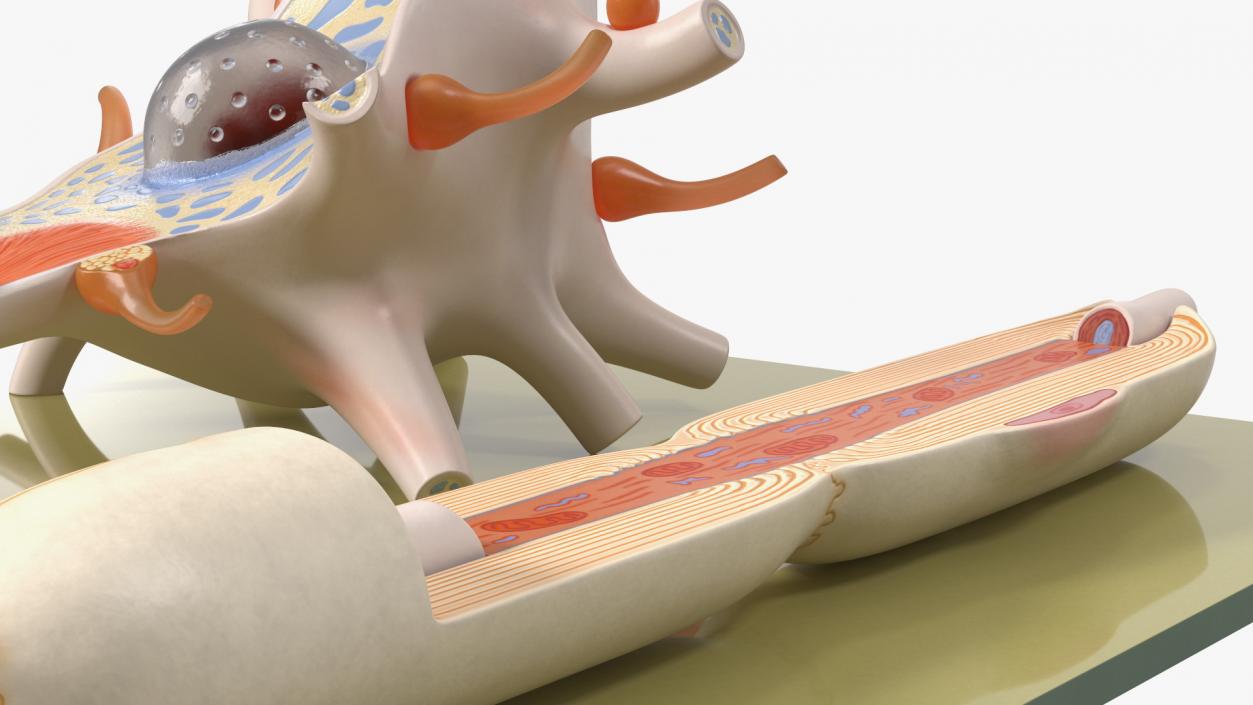 3D Human Neuron Model Cross-Section on Stand