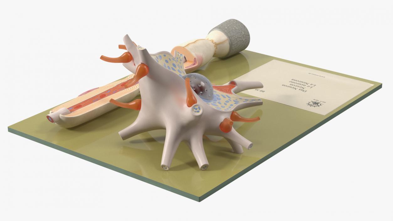 3D Human Neuron Model Cross-Section on Stand