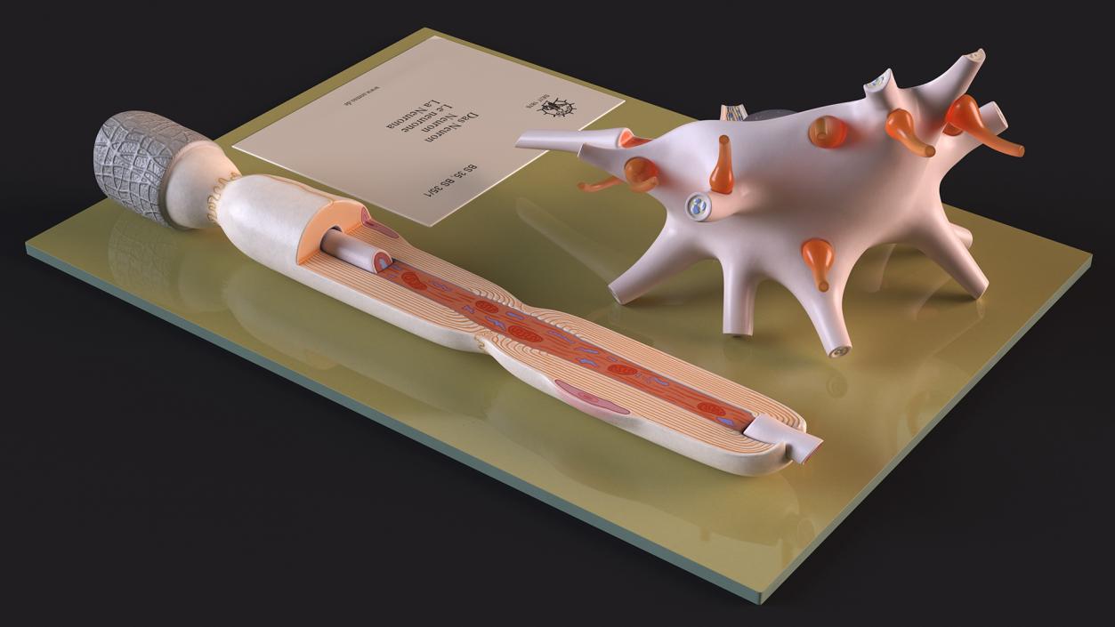 3D Human Neuron Model Cross-Section on Stand