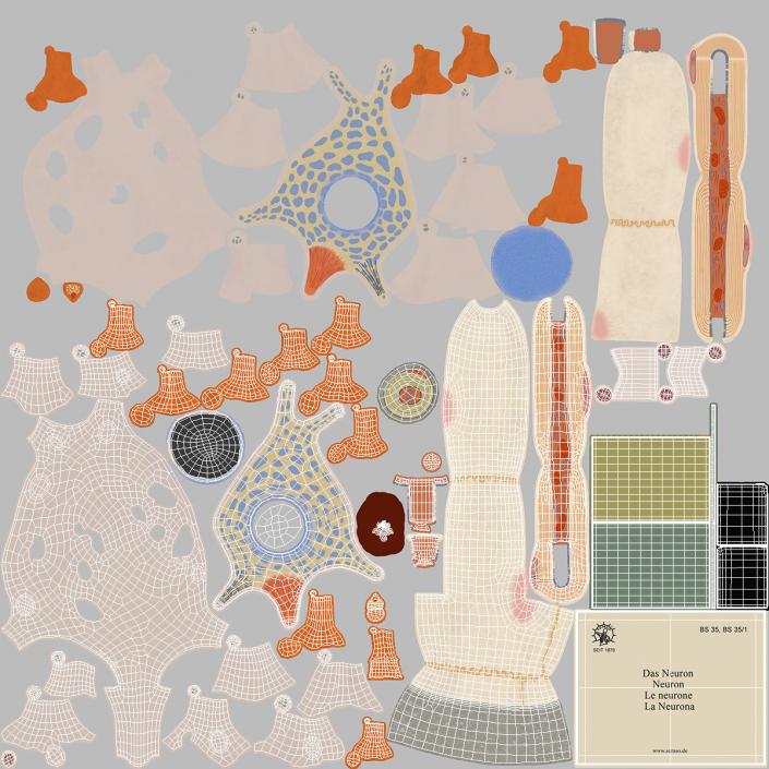 3D Human Neuron Model Cross-Section on Stand