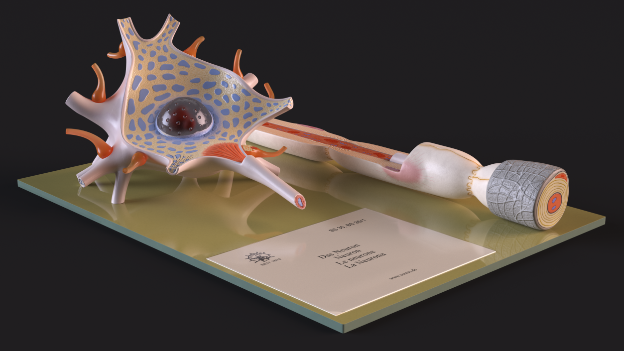 3D Human Neuron Model Cross-Section on Stand