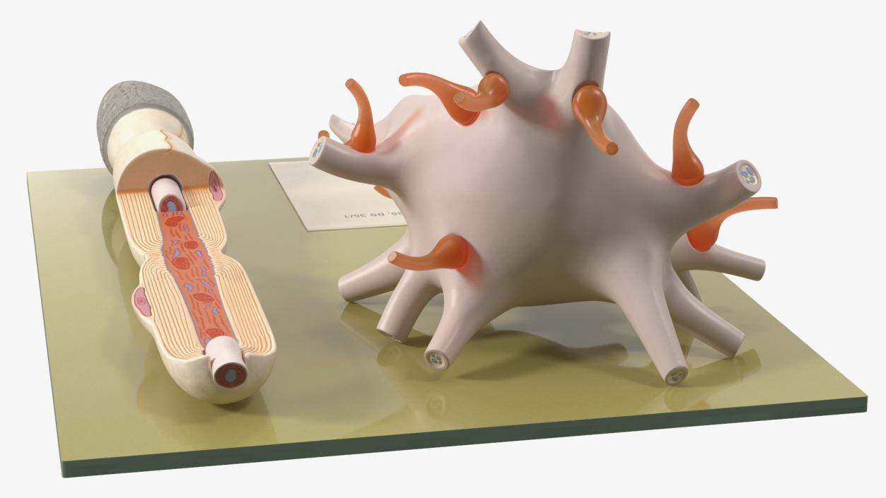 3D Human Neuron Model Cross-Section on Stand