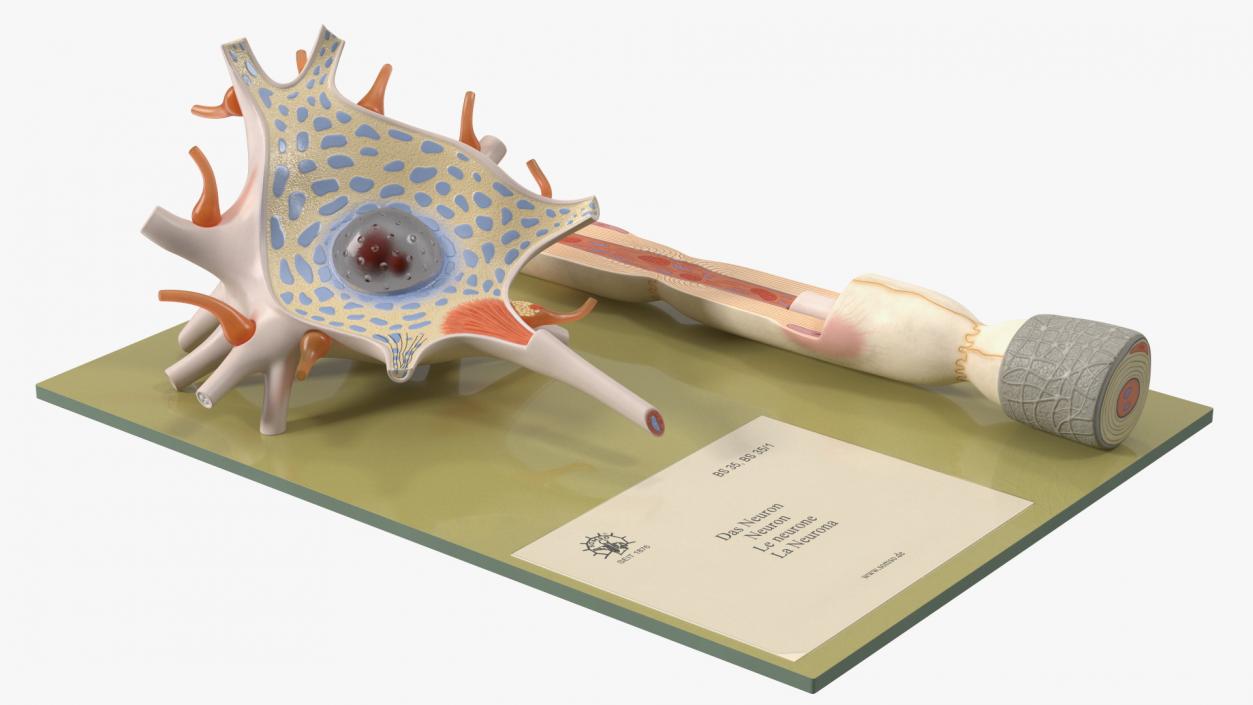 3D Human Neuron Model Cross-Section on Stand