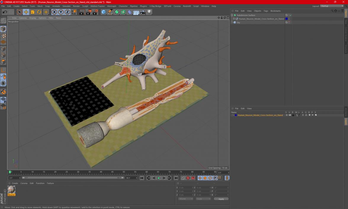 3D Human Neuron Model Cross-Section on Stand