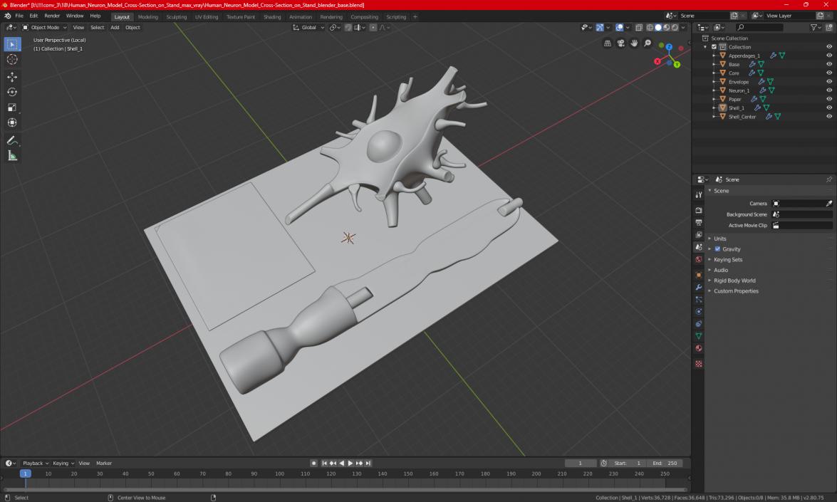 3D Human Neuron Model Cross-Section on Stand