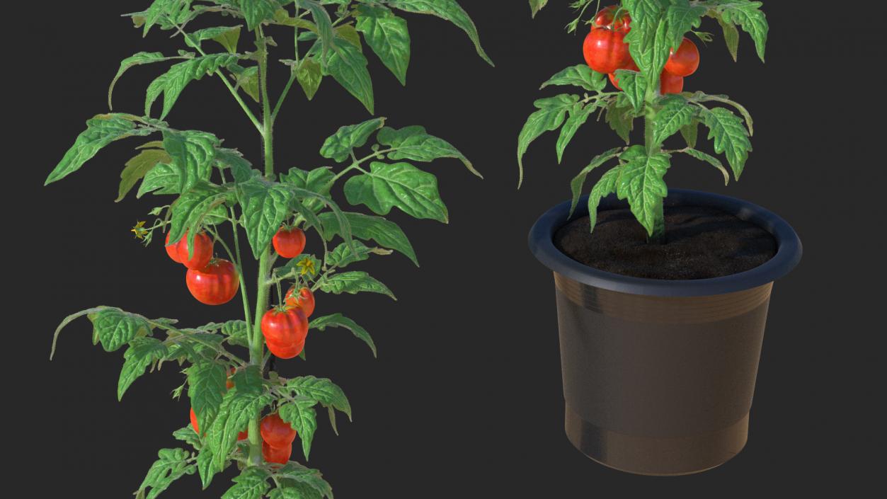 Ripe Tomatoes Fruits and Flowers in Pot 3D model