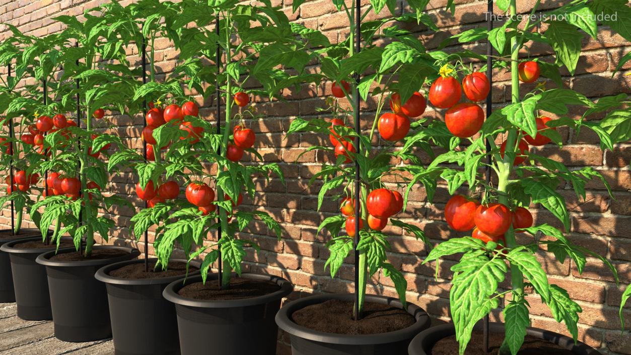 Ripe Tomatoes Fruits and Flowers in Pot 3D model