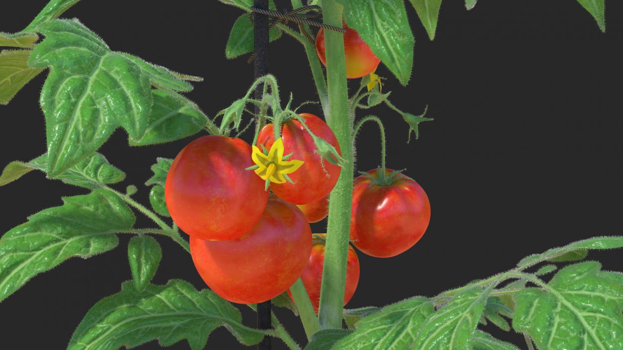 Ripe Tomatoes Fruits and Flowers in Pot 3D model