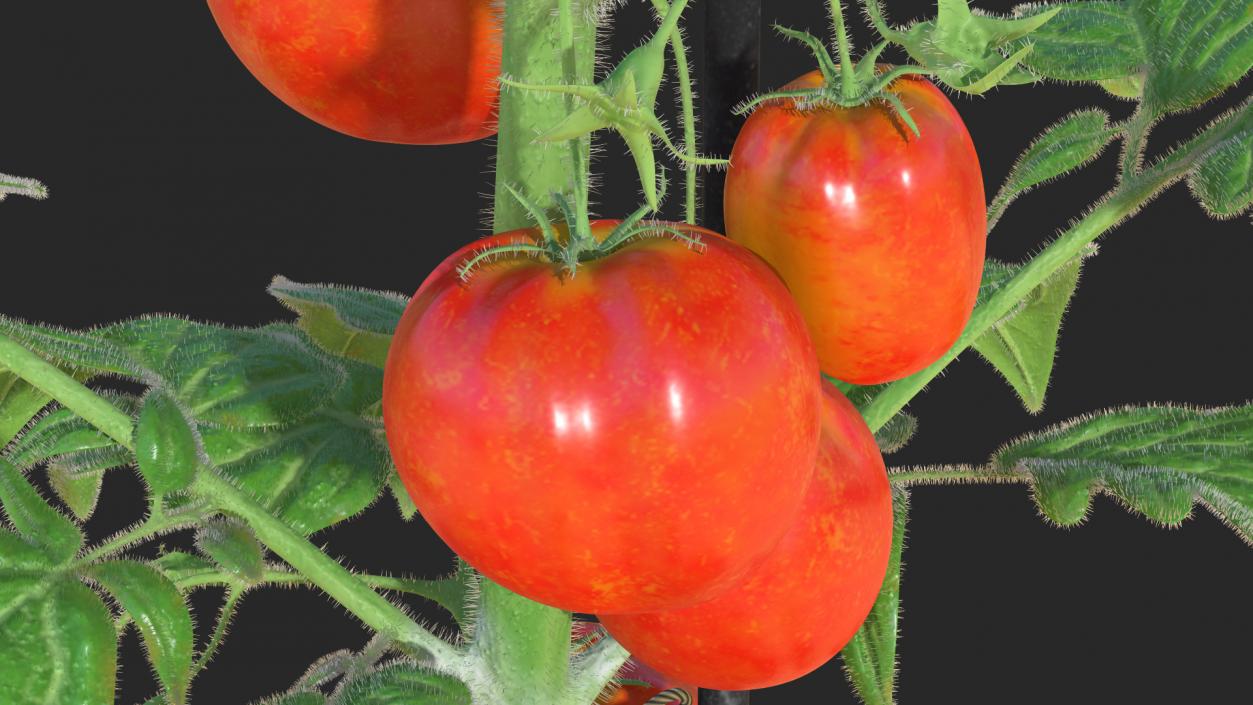 Ripe Tomatoes Fruits and Flowers in Pot 3D model