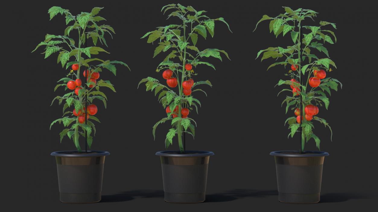 Ripe Tomatoes Fruits and Flowers in Pot 3D model