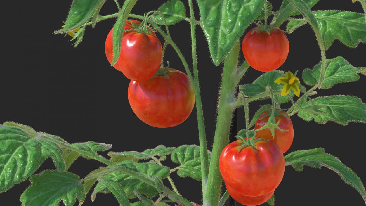 Ripe Tomatoes Fruits and Flowers in Pot 3D model