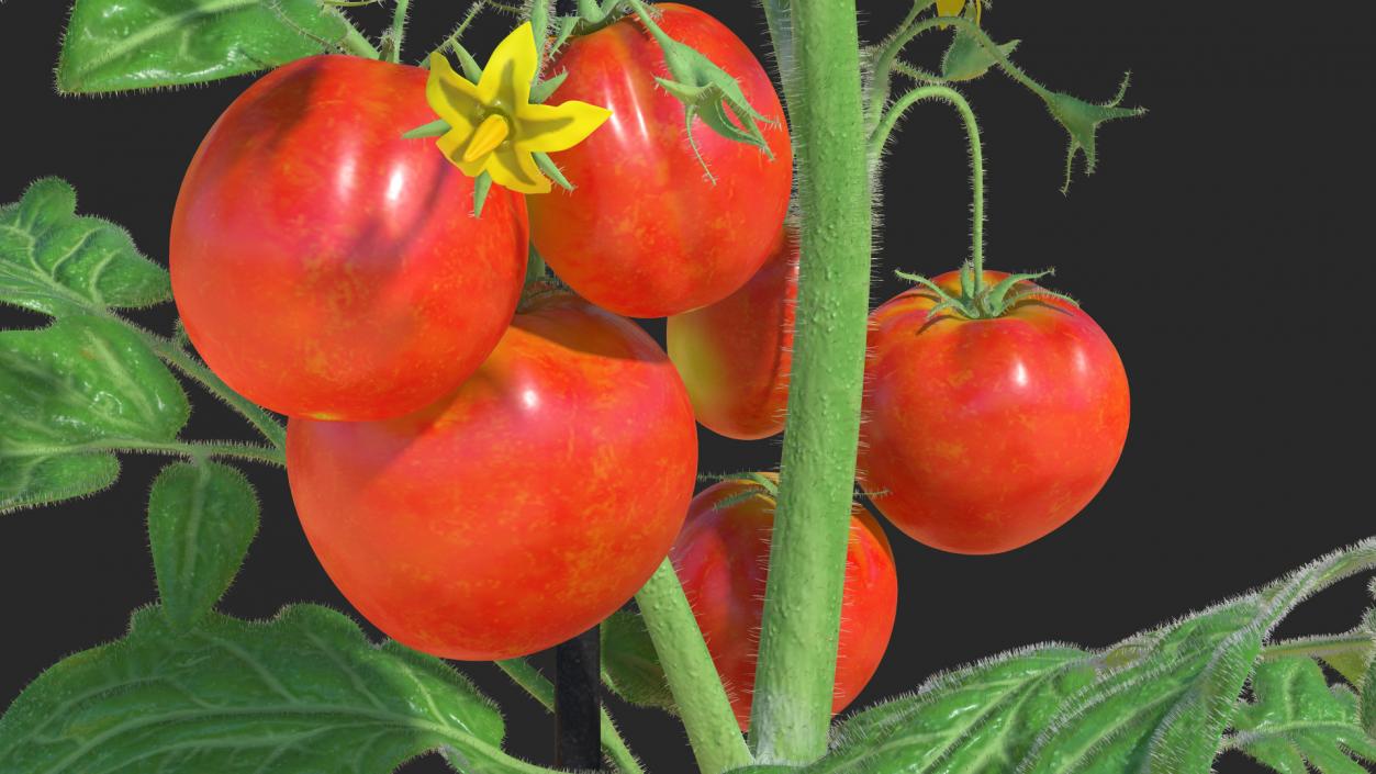 Ripe Tomatoes Fruits and Flowers in Pot 3D model