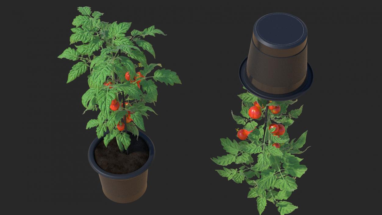 Ripe Tomatoes Fruits and Flowers in Pot 3D model