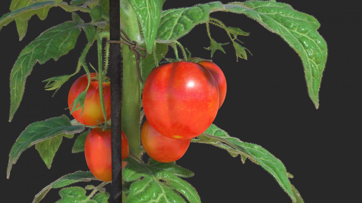 Ripe Tomatoes Fruits and Flowers in Pot 3D model