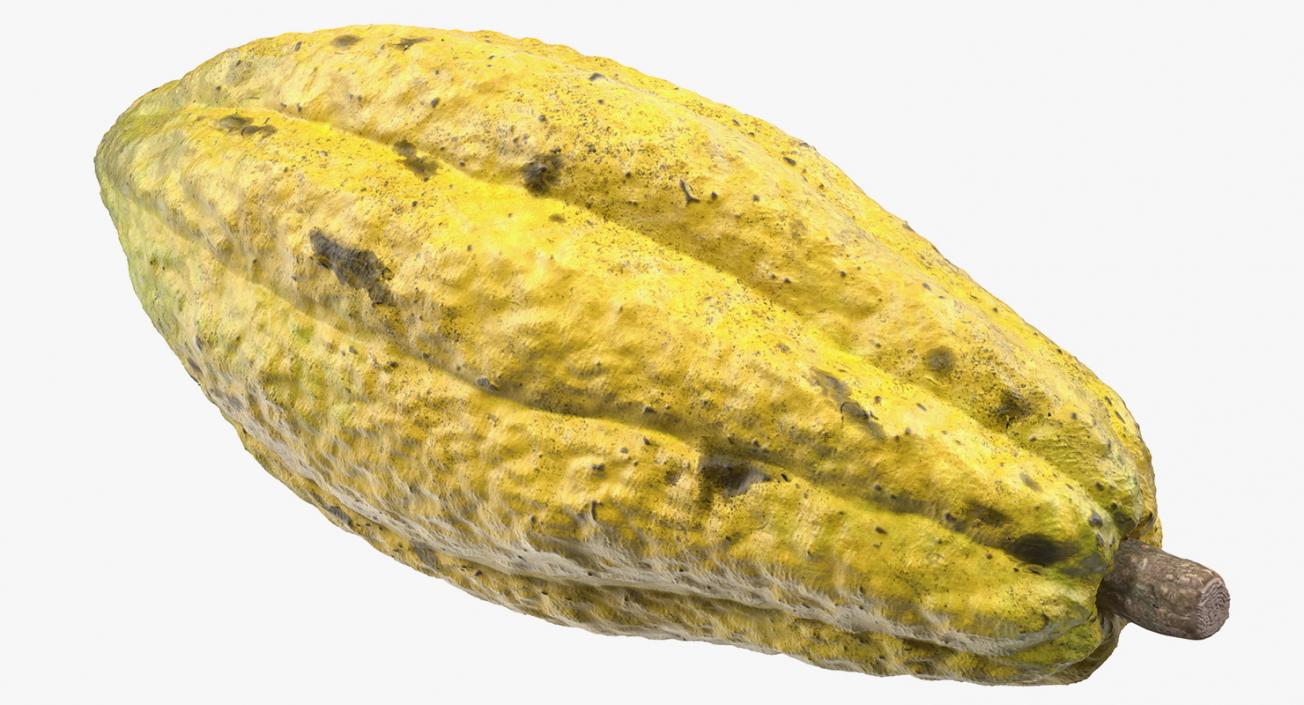 3D Yellow Cocoa Fruit model