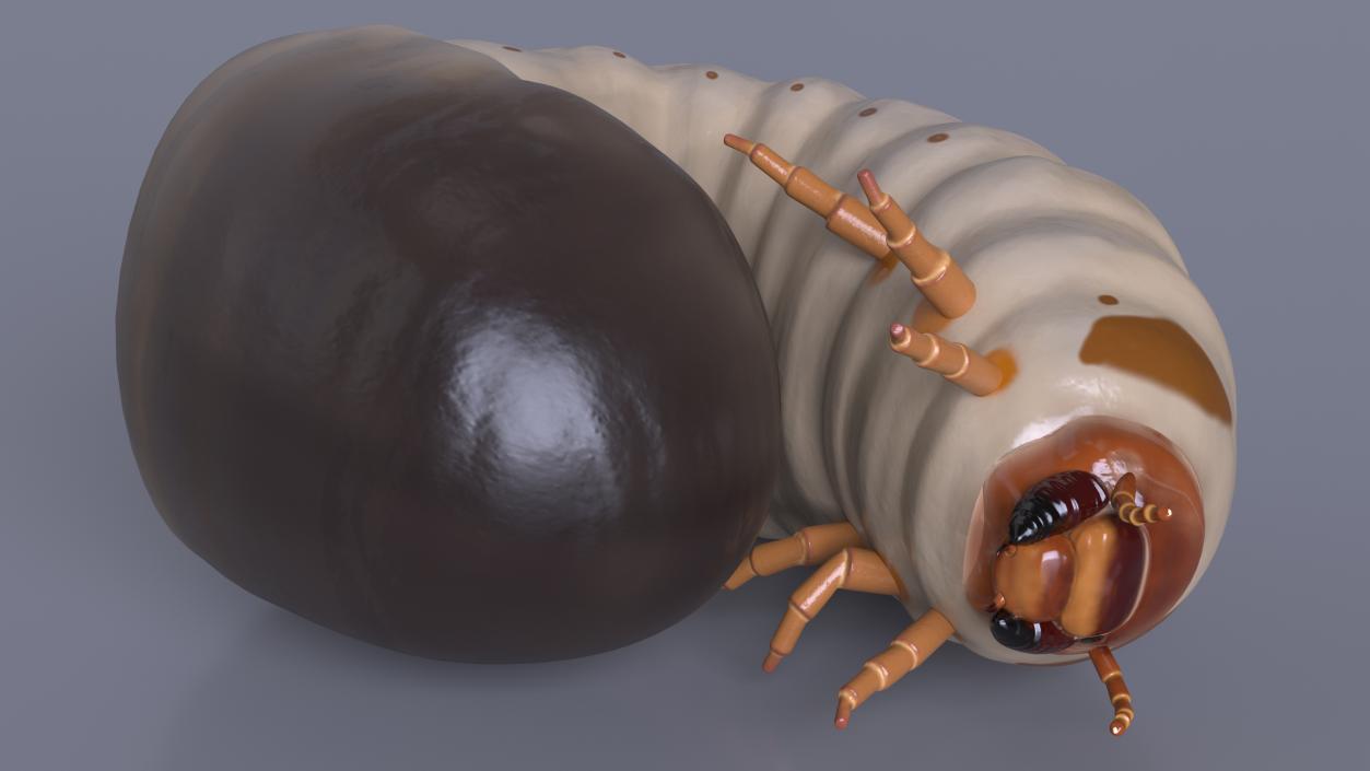 3D Maggot May Bug Curled