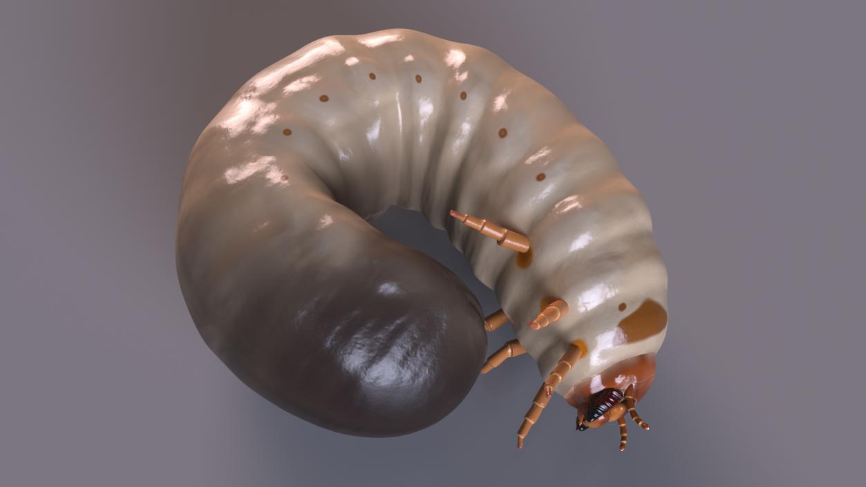 3D Maggot May Bug Curled