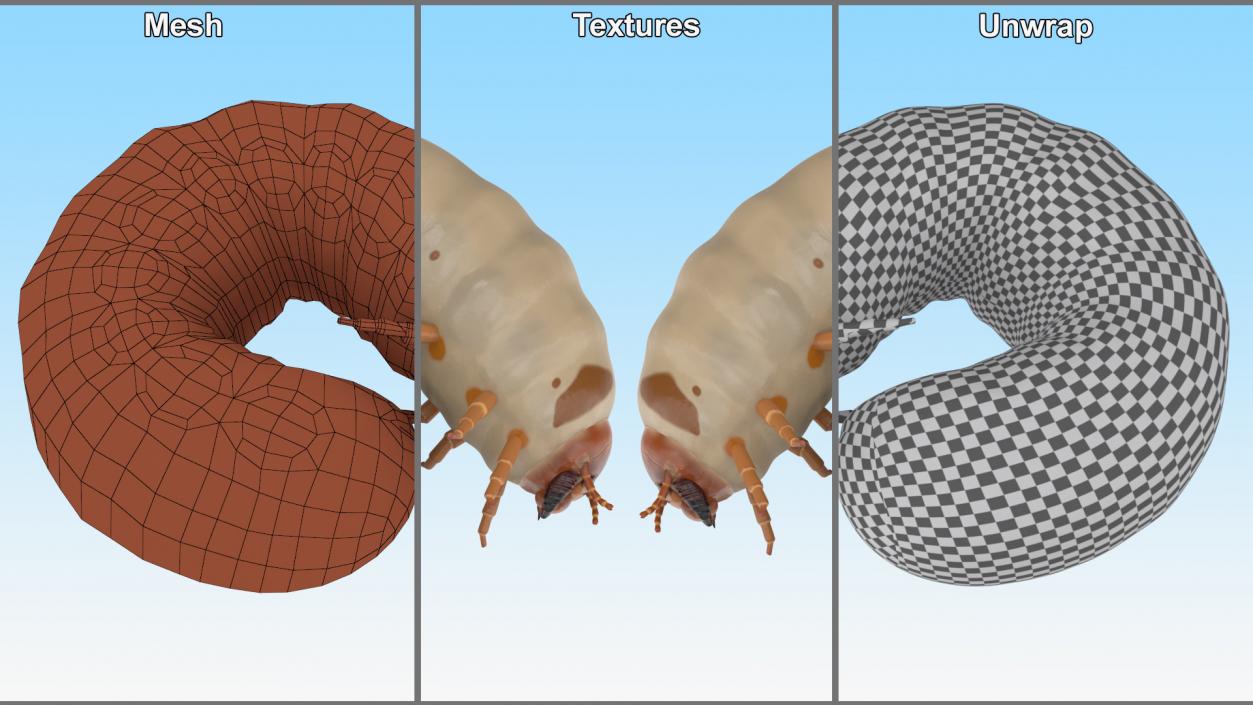 3D Maggot May Bug Curled