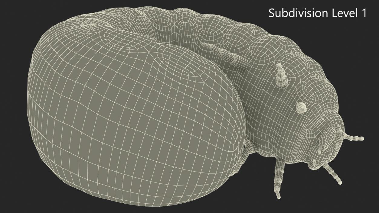 3D Maggot May Bug Curled