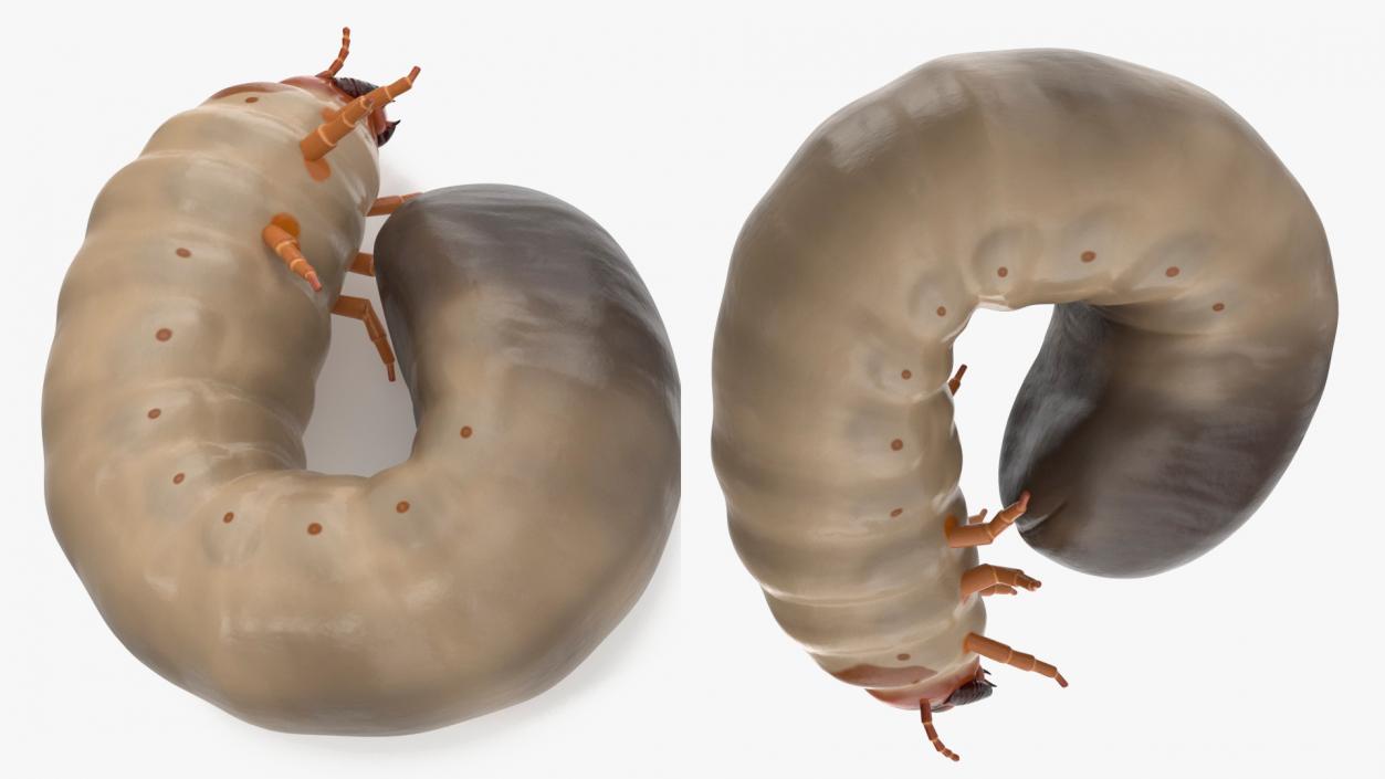 3D Maggot May Bug Curled