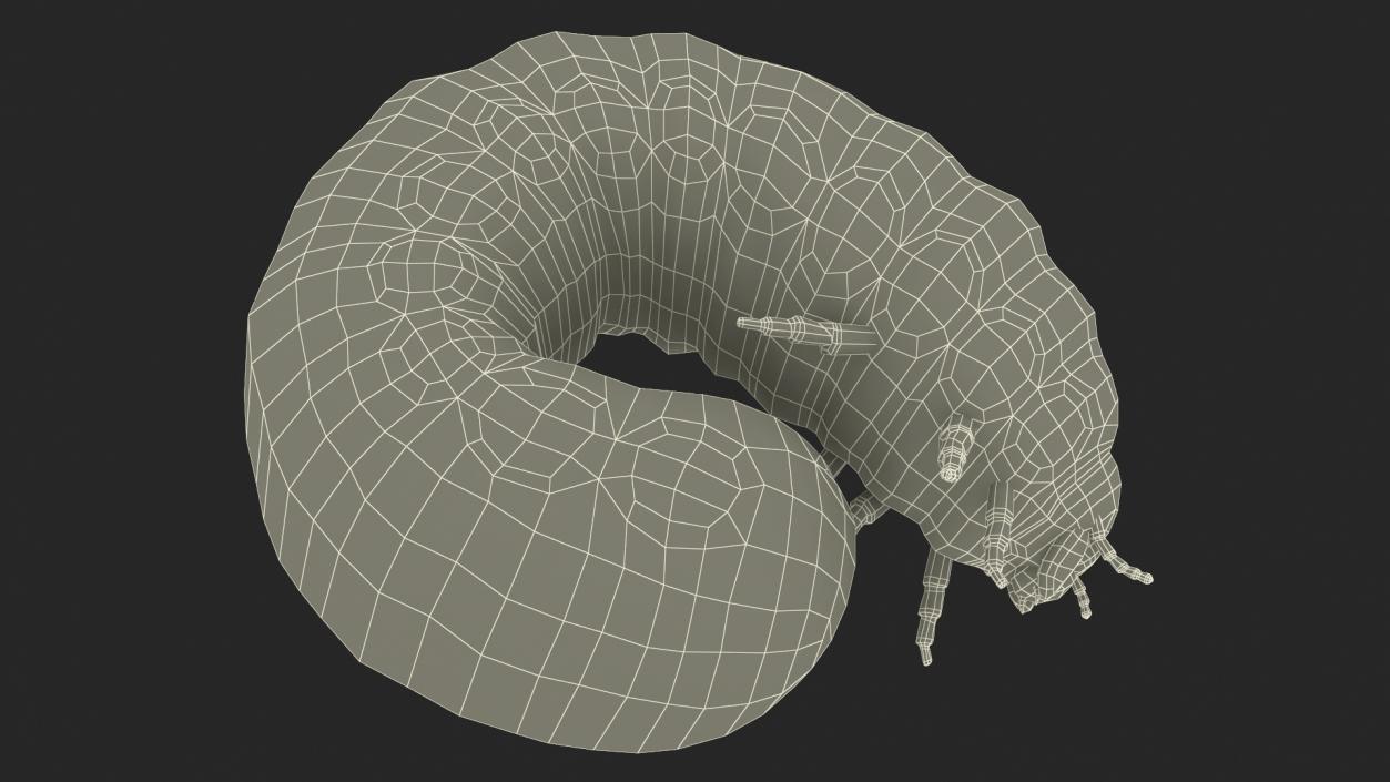 3D Maggot May Bug Curled