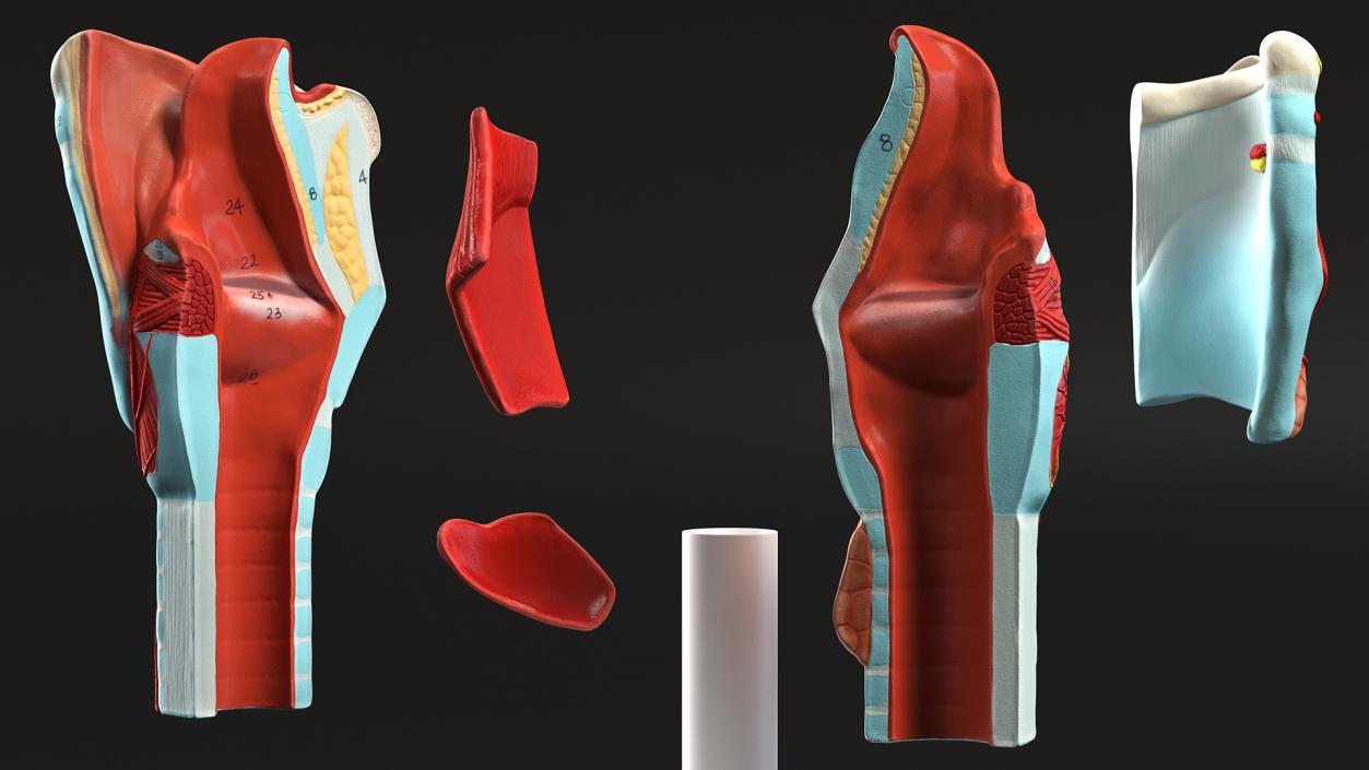 Medical Models Collection 2 3D