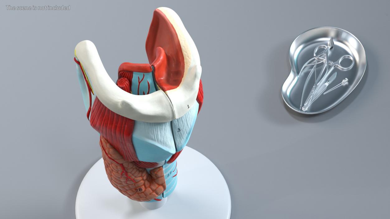 Medical Models Collection 2 3D