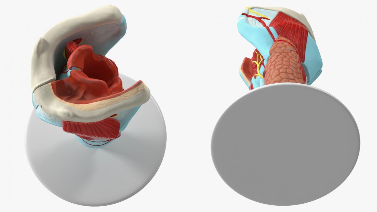 Medical Models Collection 2 3D