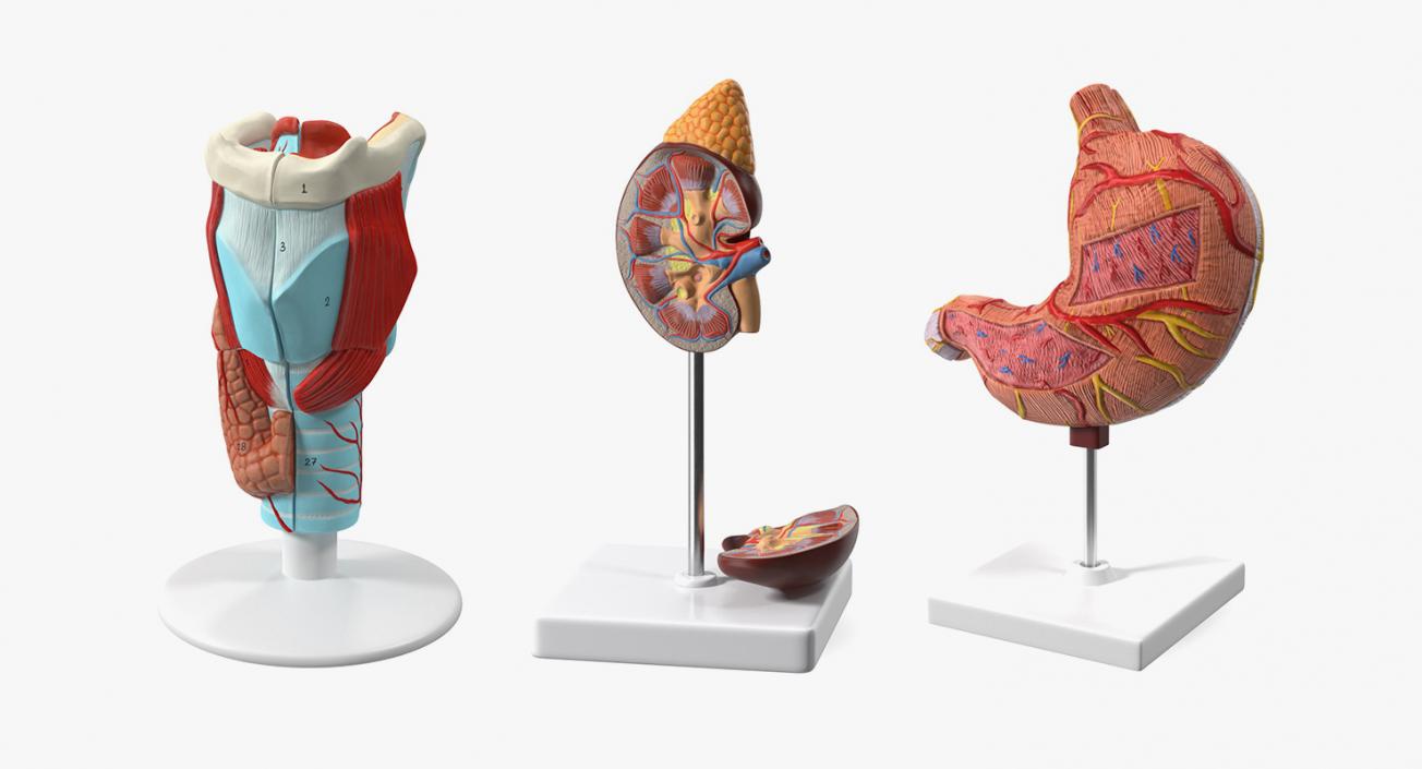 Medical Models Collection 2 3D