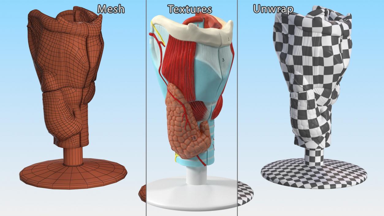 Medical Models Collection 2 3D