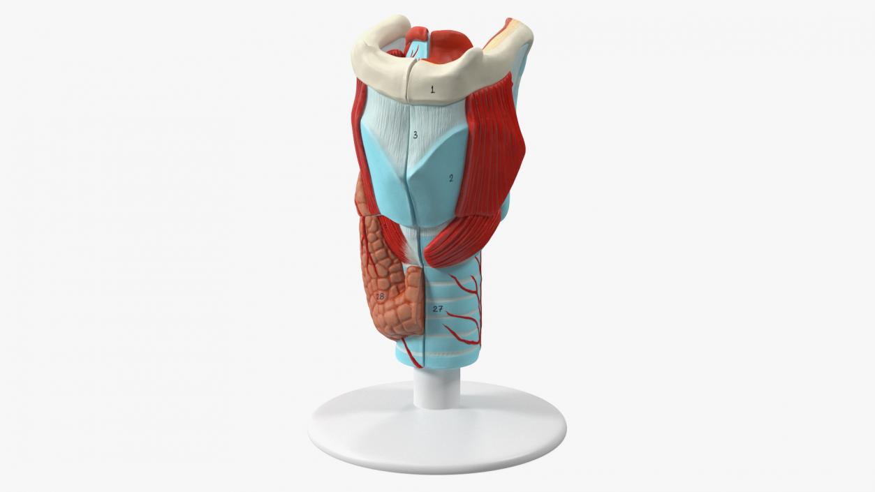 Medical Models Collection 2 3D