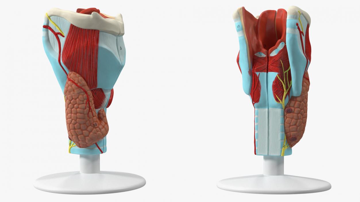 Medical Models Collection 2 3D