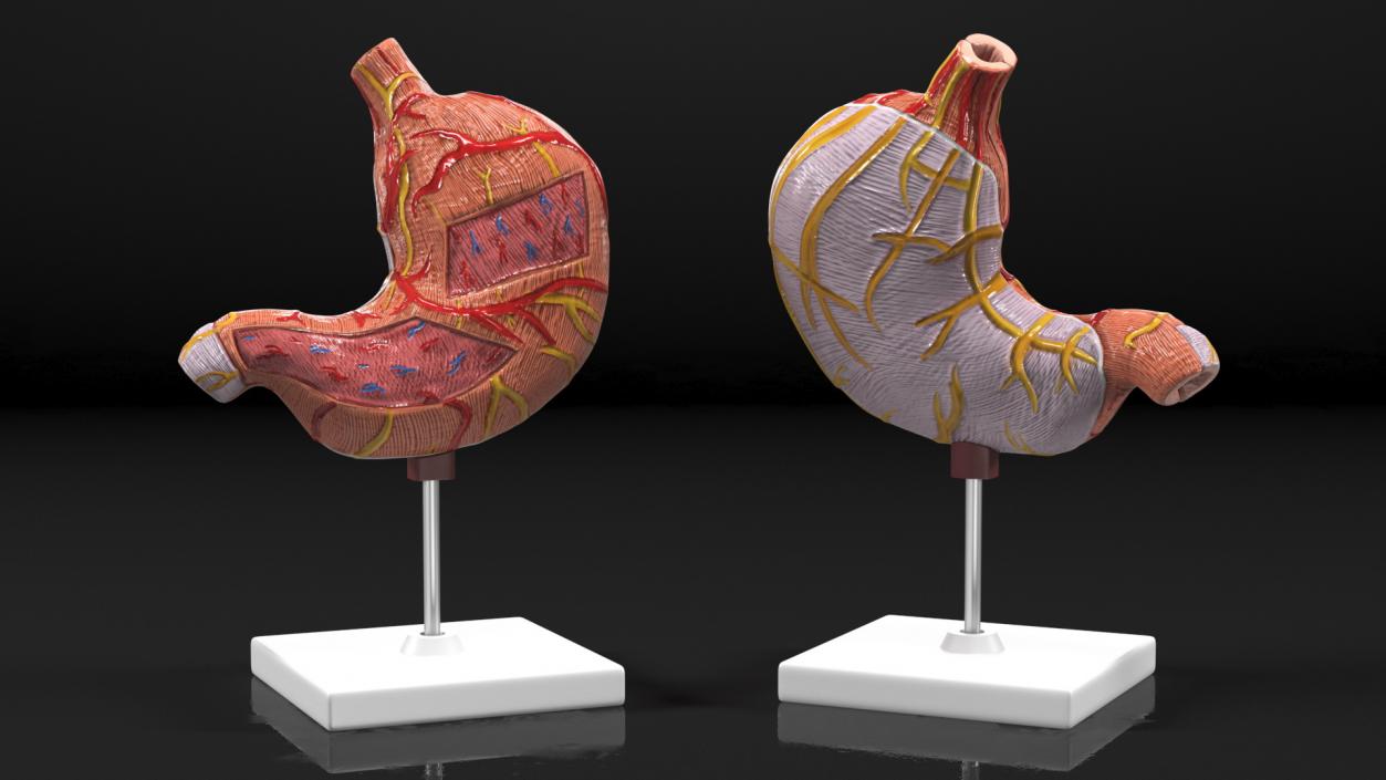 Medical Models Collection 2 3D