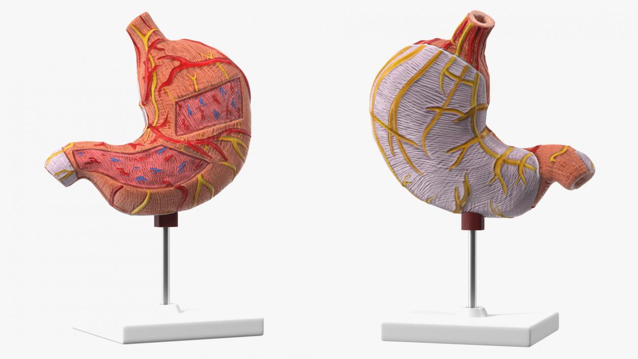 Medical Models Collection 2 3D