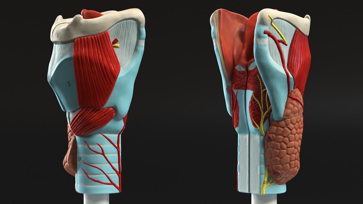 Medical Models Collection 2 3D