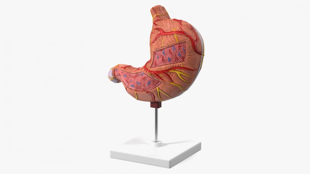 Medical Models Collection 2 3D