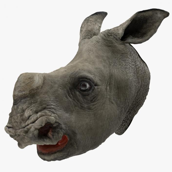 3D model Baby Rhino Head