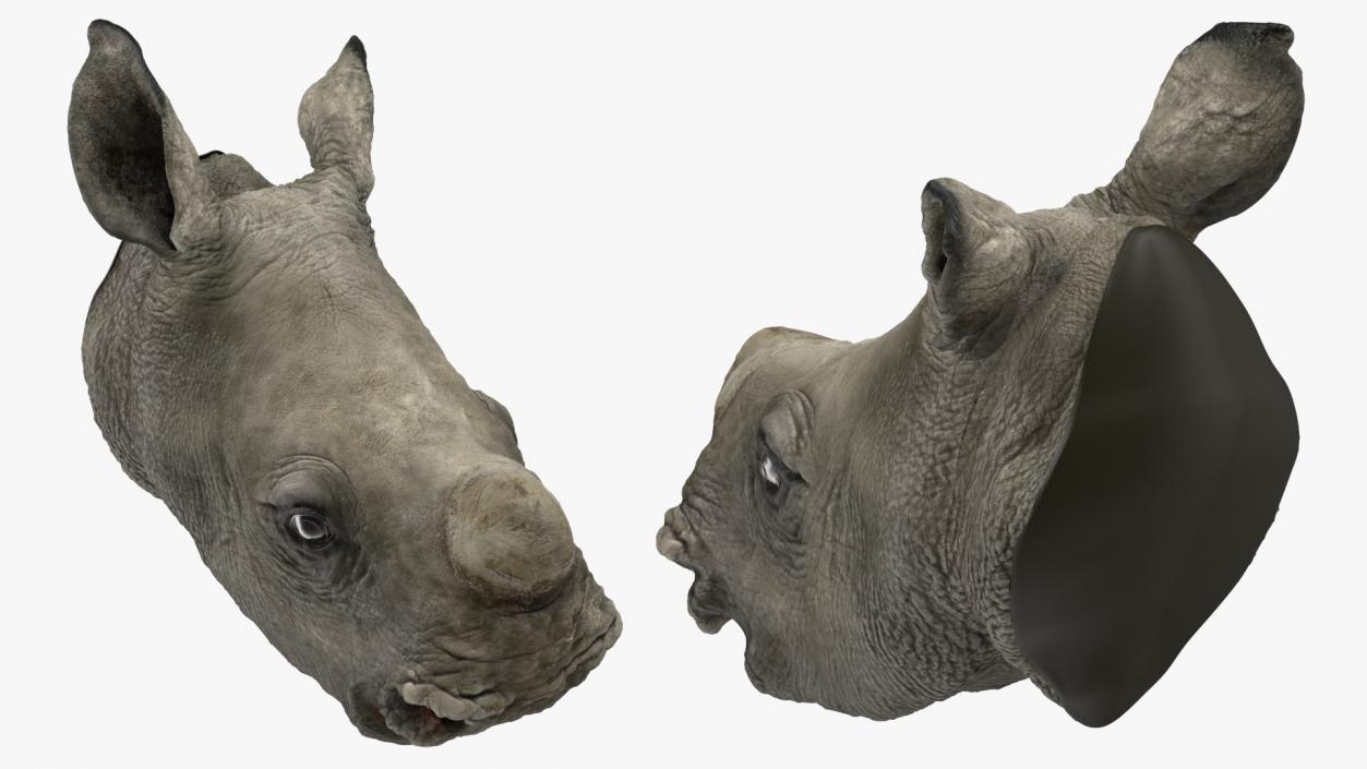 3D model Baby Rhino Head