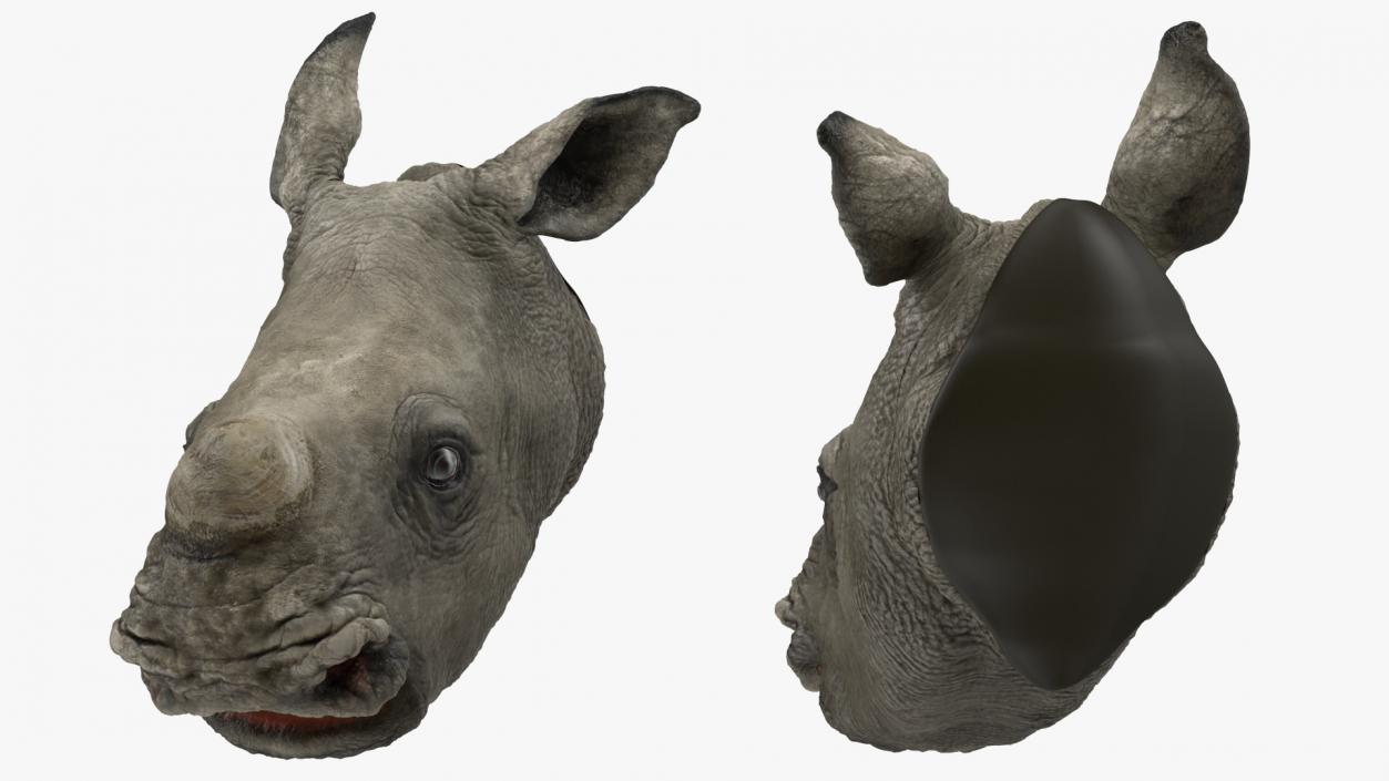 3D model Baby Rhino Head