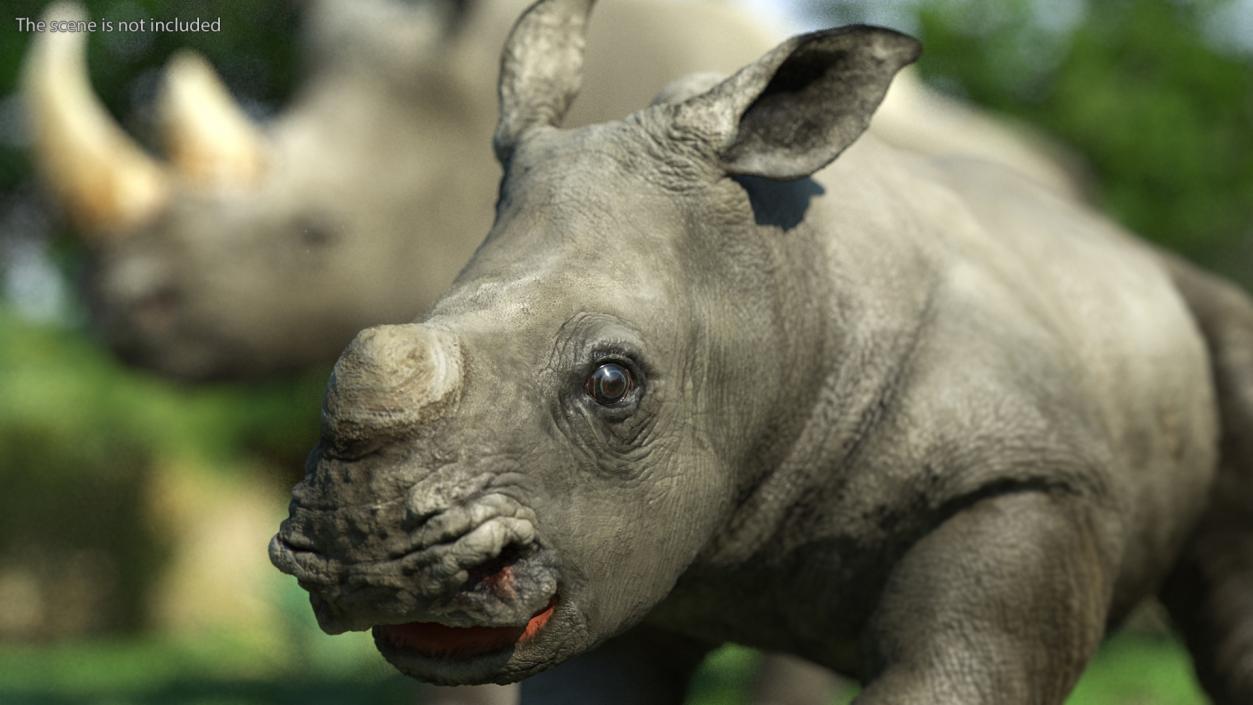 3D model Baby Rhino Head