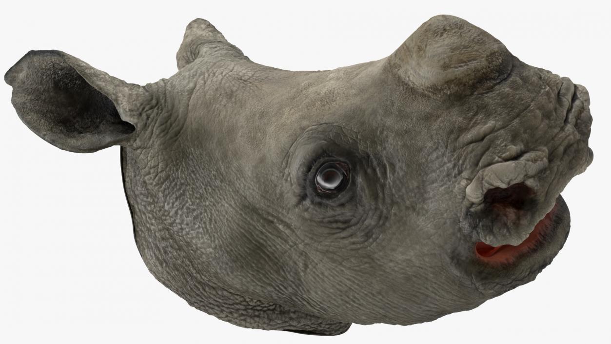 3D model Baby Rhino Head