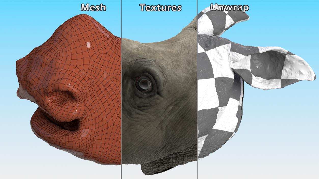 3D model Baby Rhino Head