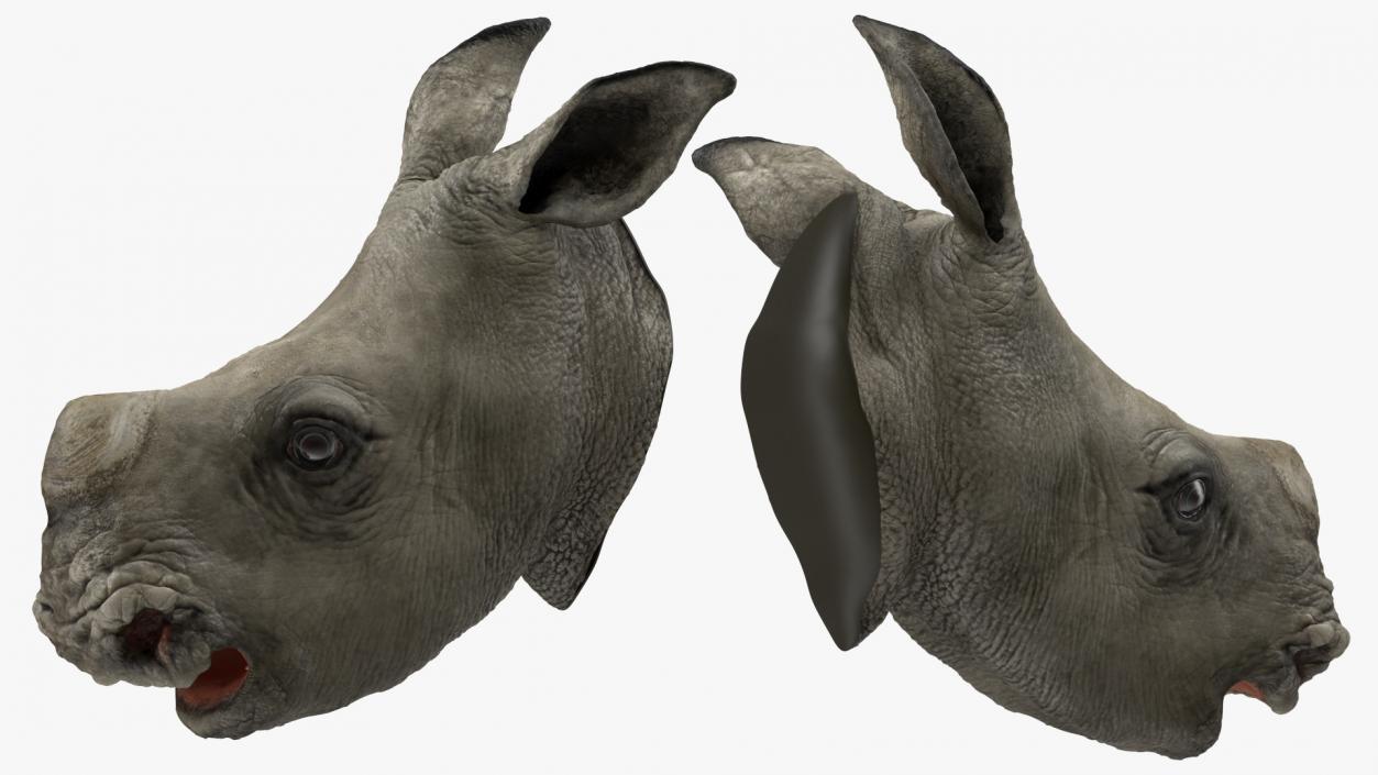 3D model Baby Rhino Head