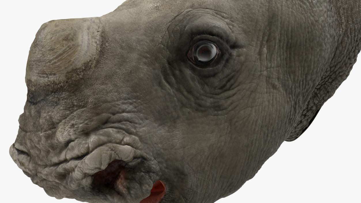 3D model Baby Rhino Head