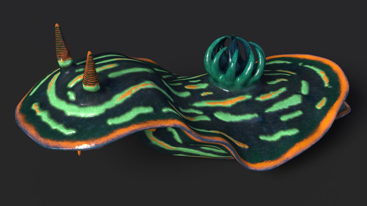 3D Dusky Nudibranch Rigged model