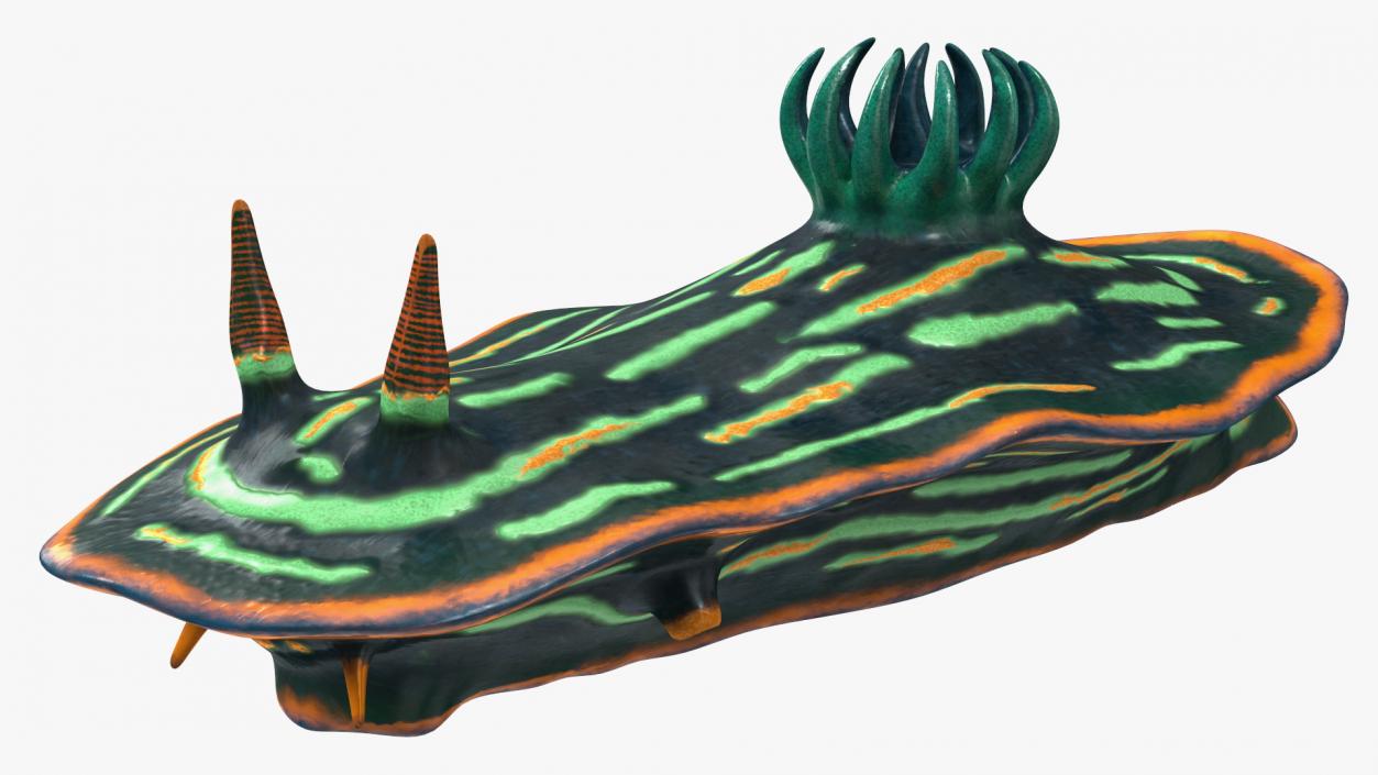 3D Dusky Nudibranch Rigged model