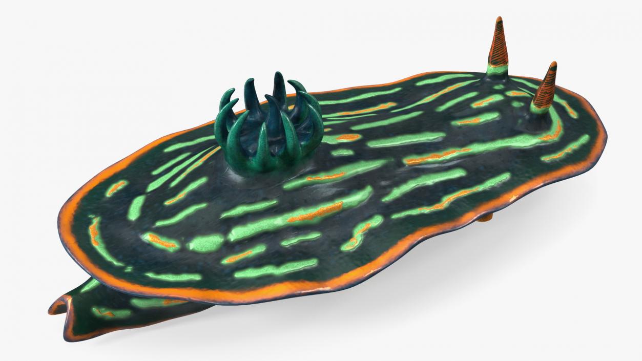 3D Dusky Nudibranch Rigged model