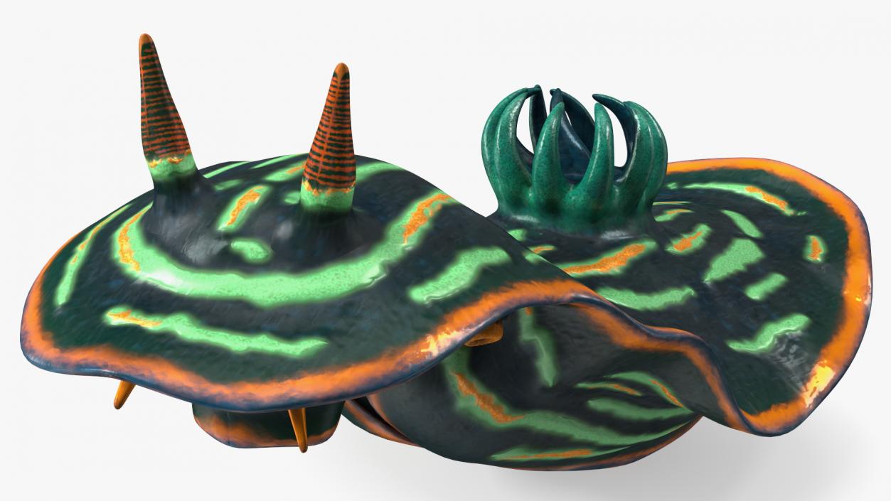 3D Dusky Nudibranch Rigged model