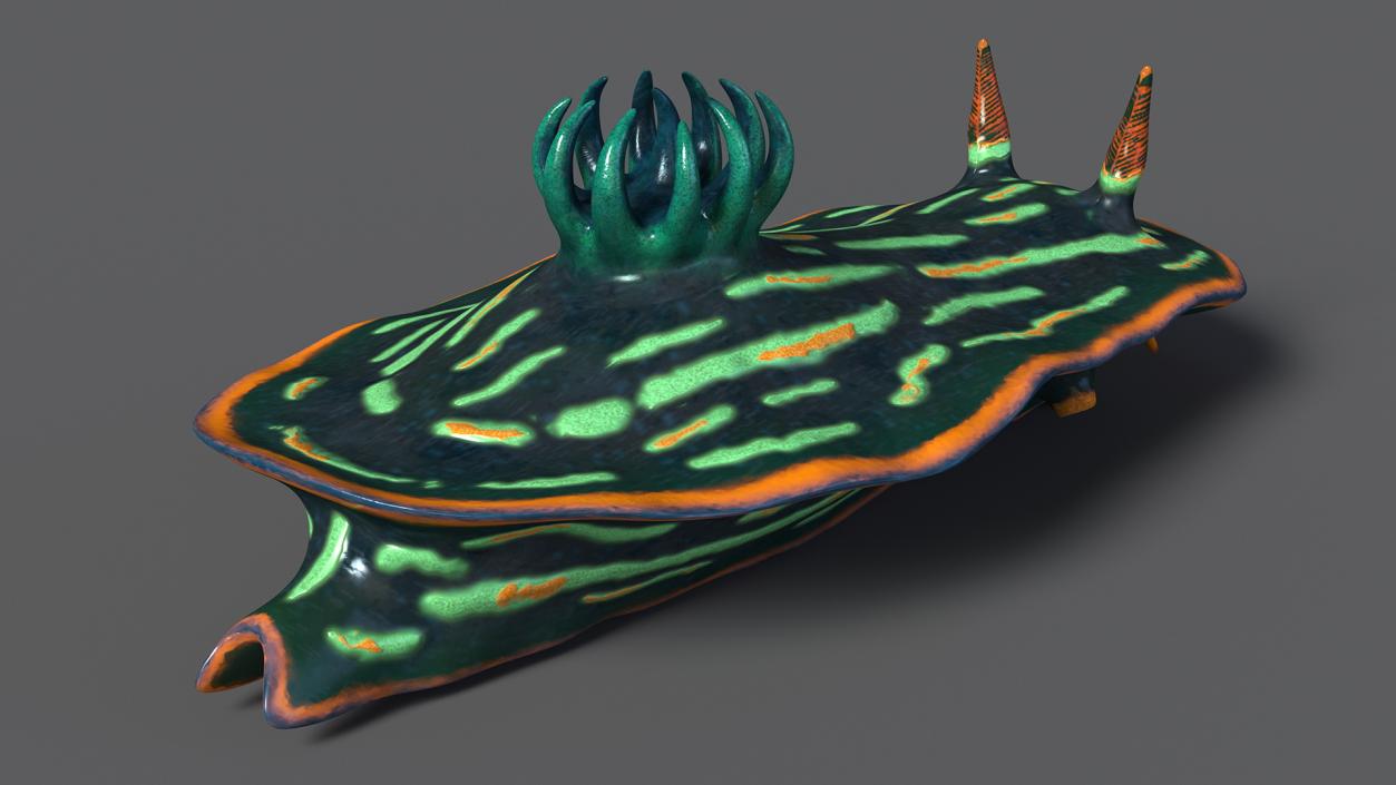 3D Dusky Nudibranch Rigged model