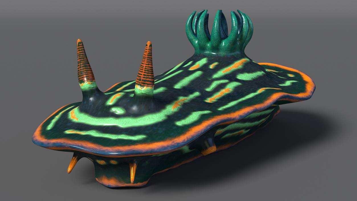 3D Dusky Nudibranch Rigged model